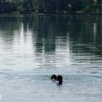 Relax,camminate e bei panorami con i nostri Bernesi