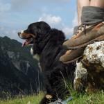 Relax,camminate e bei panorami con i nostri Bernesi