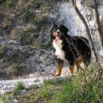 Relax,camminate e bei panorami con i nostri Bernesi